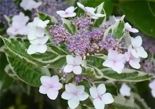 绣球花图片(绣球花多少钱一盆)插图33