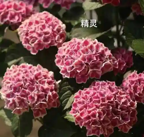 绣球花图片(绣球花多少钱一盆)插图25