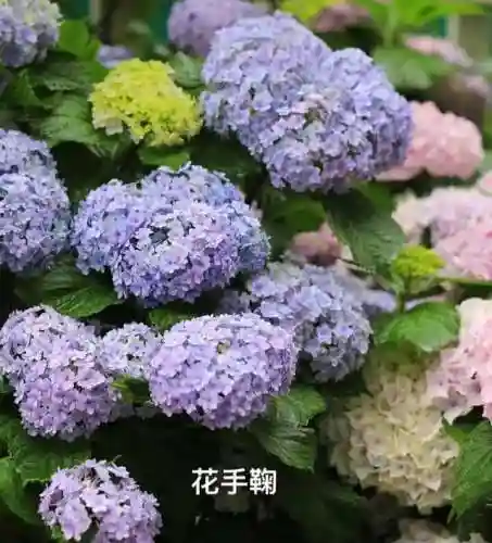绣球花图片(绣球花多少钱一盆)插图19