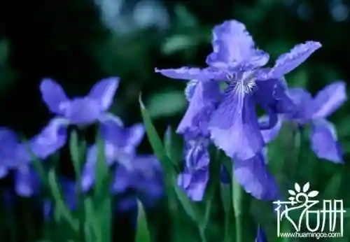 花语是压抑绝望的花(花语是孤独忧郁的花)插图4