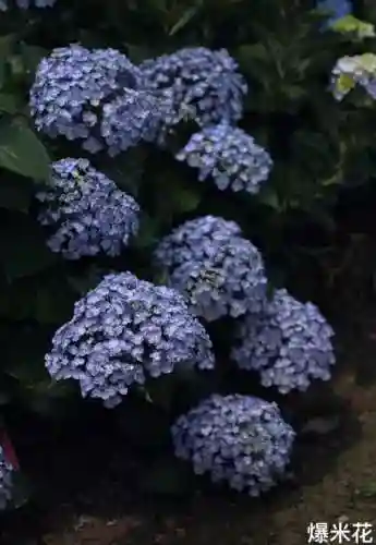 绣球花图片(绣球花多少钱一盆)插图55