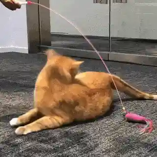逗猫神器推荐阵容搭配(逗猫神器app)插图15