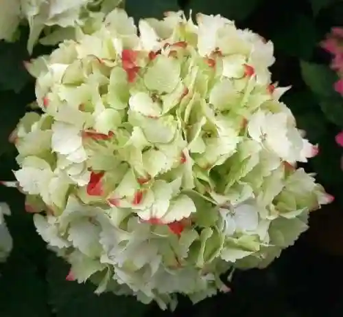 绣球花图片(绣球花多少钱一盆)插图14