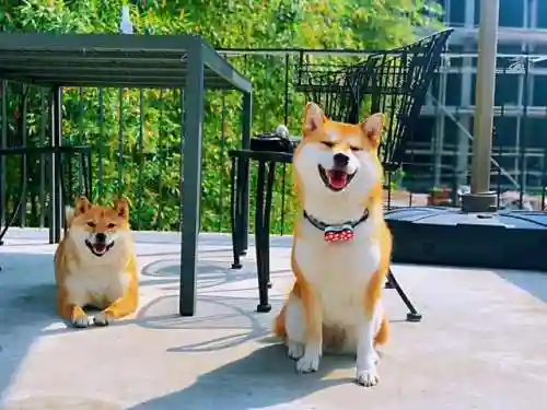柴犬大部队阵容搭配(部落冲突阵容推荐)插图7