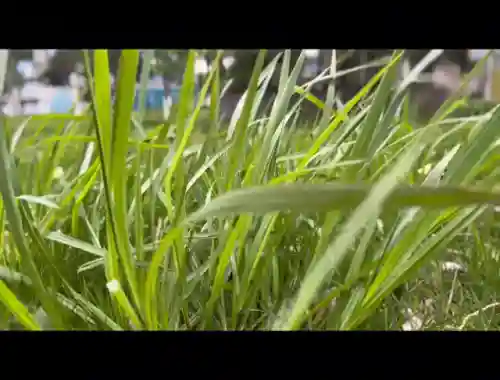 战队名称简单好听的(战队头像logo设计)