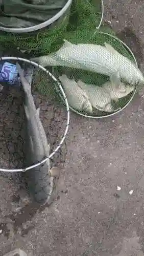 激战新海最强阵容搭配攻略(数码暴龙激战最强阵容)插图20