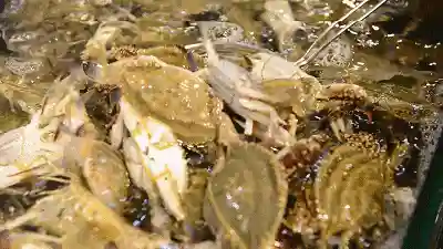 山中核一阵容搭配(桃园盾t0队伍搭配指南)插图48