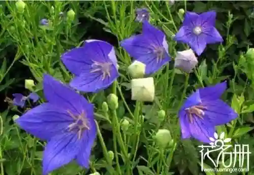 花语是压抑绝望的花(花语是孤独忧郁的花)插图2