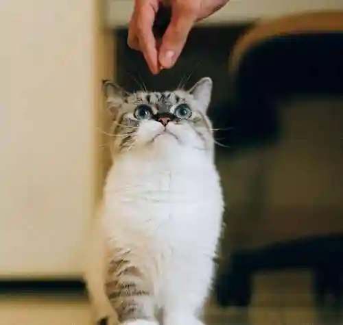怎么确定猫认主人了(猫走丢了怎么样才能找回来)插图8 怎么确定猫认主人了(猫走丢了怎么样才能找回来)插图8