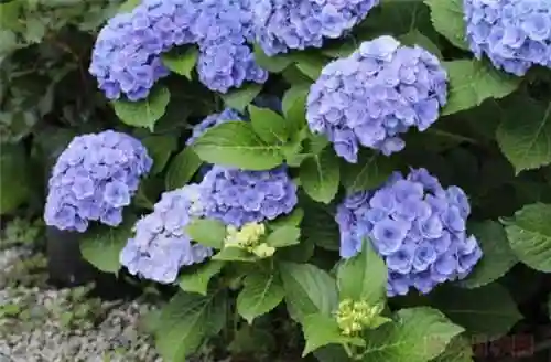 绣球花图片(绣球花多少钱一盆)插图37