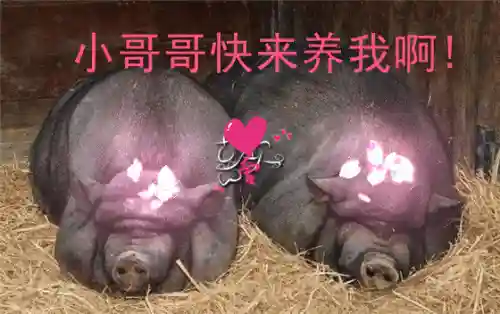疾风天下最强阵容搭配图片(疾风大冒险阵容搭配)插图1