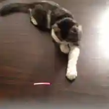 怎么确定猫认主人了(猫走丢了怎么样才能找回来)插图7 怎么确定猫认主人了(猫走丢了怎么样才能找回来)插图7