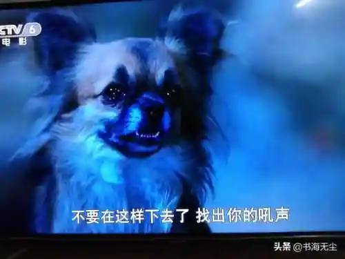 龙妈加狗子阵容搭配(云顶之弈奶妈主c阵容)插图6