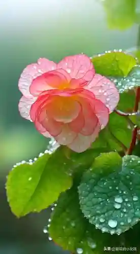 小粉狐阵容搭配推荐图表(狂战士搭配什么阵容)插图4