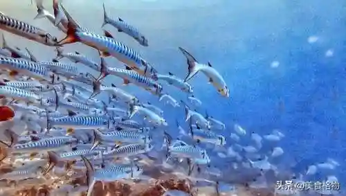 5种公认最好吃的海鱼(最好吃海鱼排名)插图22