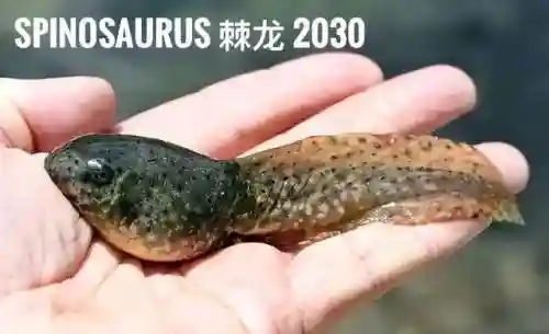 霸王龙被牛龙杀了(恐龙岛大猎杀)插图17