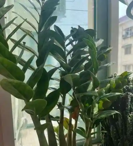 十种最吉利的镇宅花(室内镇宅第一名绿植)插图6
