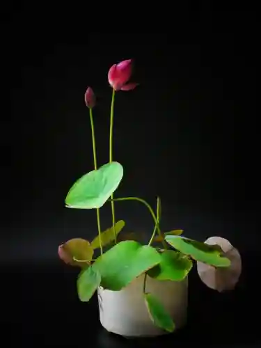 彼岸花真的不吉利吗(彼岸花有什么作用)插图1