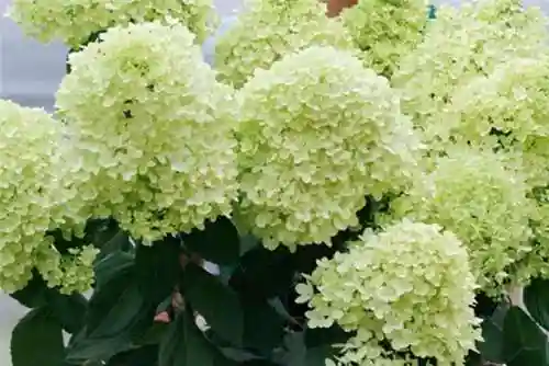 绣球花图片(绣球花多少钱一盆)插图91