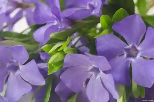 最惊艳的花语(花语是未来可期的花)插图2