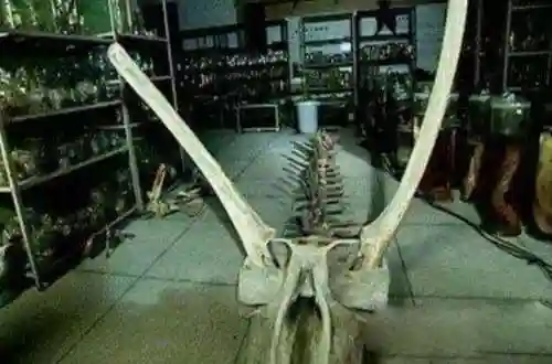 卫星拍到的真龙(三峡发现一条受伤真龙的照片)插图6