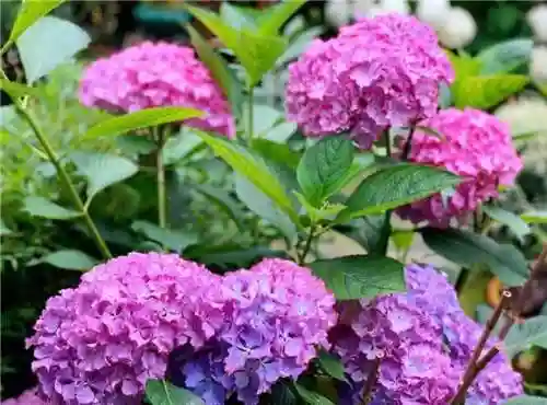 绣球花图片(绣球花多少钱一盆)插图70