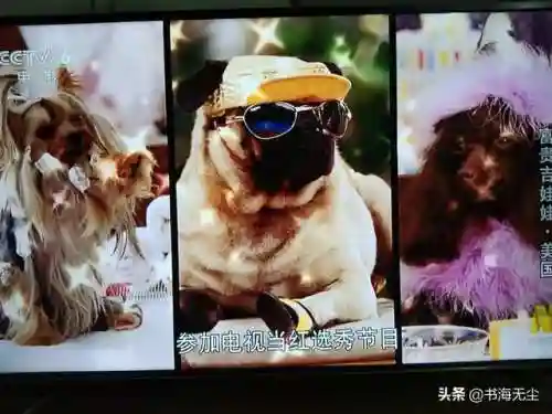 龙妈加狗子阵容搭配(云顶之弈奶妈主c阵容)插图18