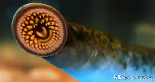 动物之战袋鼠最强阵容搭配(动物大联盟伤害最高搭配)插图4