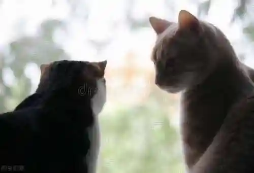 天命之子木黑猫阵容搭配(天命之子 木奶是哪个)