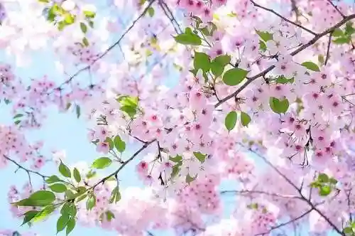 三里桃花不及卿(十里桃花后面一句是什么)插图3 三里桃花不及卿(十里桃花后面一句是什么)插图3