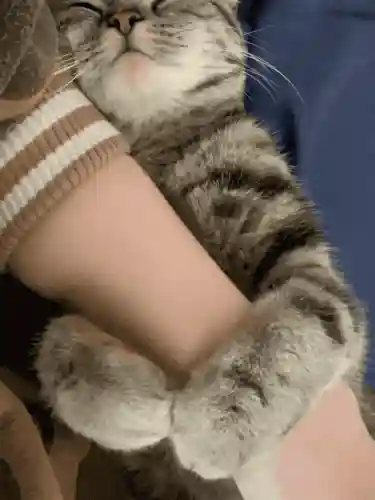 怎么确定猫认主人了(猫走丢了怎么样才能找回来)插图5 怎么确定猫认主人了(猫走丢了怎么样才能找回来)插图5