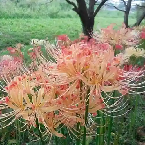 彼岸花是国家几级保护花(摘了彼岸花要坐牢吗)插图16