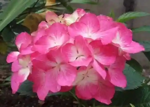 绣球花图片(绣球花多少钱一盆)插图84