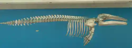 中国最后一只龙死在哪(世界上最后一只龙 真龙)插图6