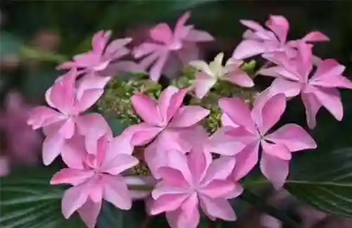 绣球花图片(绣球花多少钱一盆)插图80