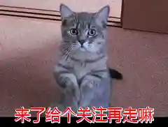 十大颜值最高的狗狗(世界上颜值最高的狗排名)插图11