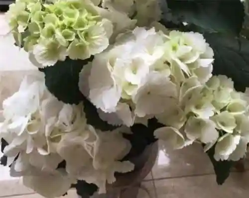 绣球花图片(绣球花多少钱一盆)插图83