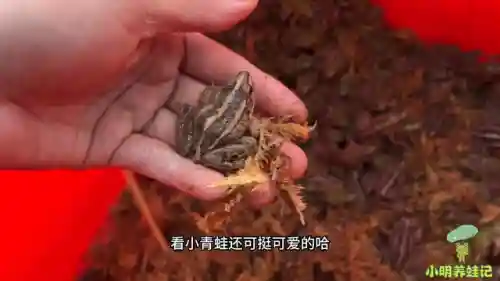 新版养蛙阵容搭配图解(甲贺忍蛙阵容搭配)插图1
