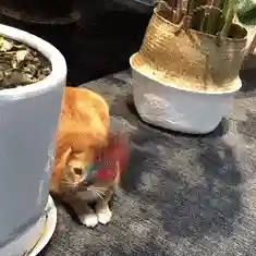 逗猫神器推荐阵容搭配(逗猫神器app)插图9