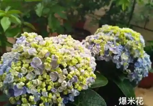 绣球花图片(绣球花多少钱一盆)插图54