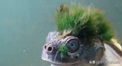 动物之战袋鼠最强阵容搭配(动物大联盟伤害最高搭配)插图23