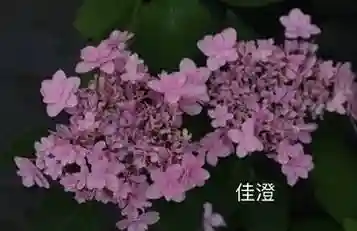 绣球花图片(绣球花多少钱一盆)插图58