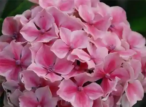 绣球花图片(绣球花多少钱一盆)插图16
