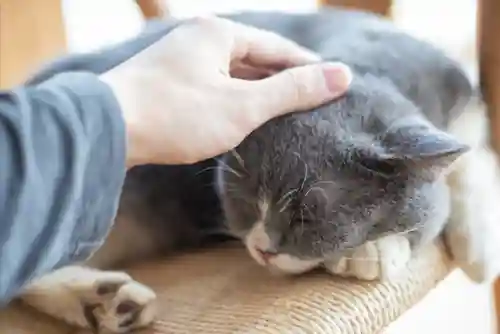 怎么确定猫认主人了(猫走丢了怎么样才能找回来)插图9 怎么确定猫认主人了(猫走丢了怎么样才能找回来)插图9