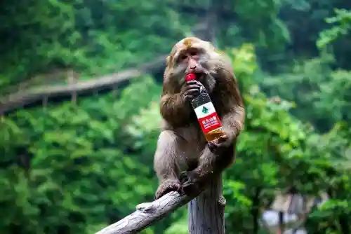 世界上最吓人的猴子(猴子的天敌是谁)插图3