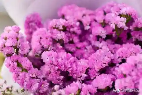 勿忘我花语和寓意及图片(勿忘我花发朋友圈)插图3