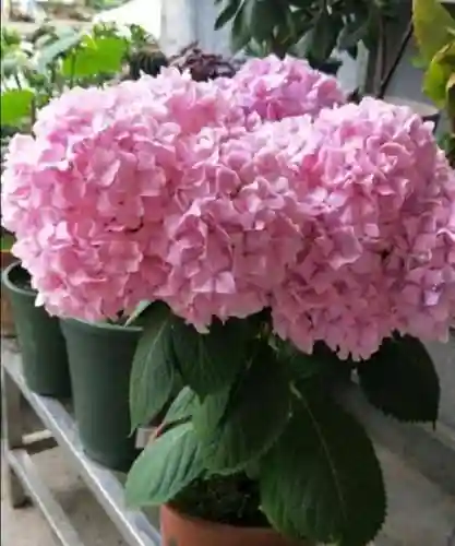 绣球花图片(绣球花多少钱一盆)插图1