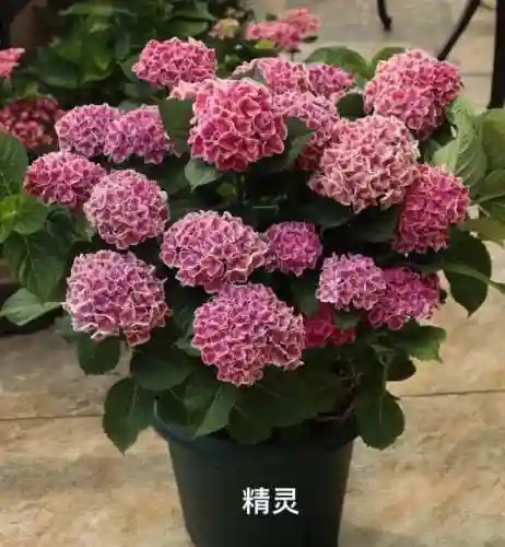 绣球花图片(绣球花多少钱一盆)插图26