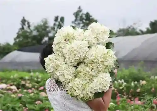 绣球花图片(绣球花多少钱一盆)插图87