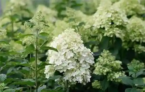 绣球花图片(绣球花多少钱一盆)插图94